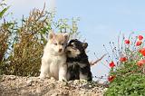 CHIEN FINNOIS DE LAPONIE 392